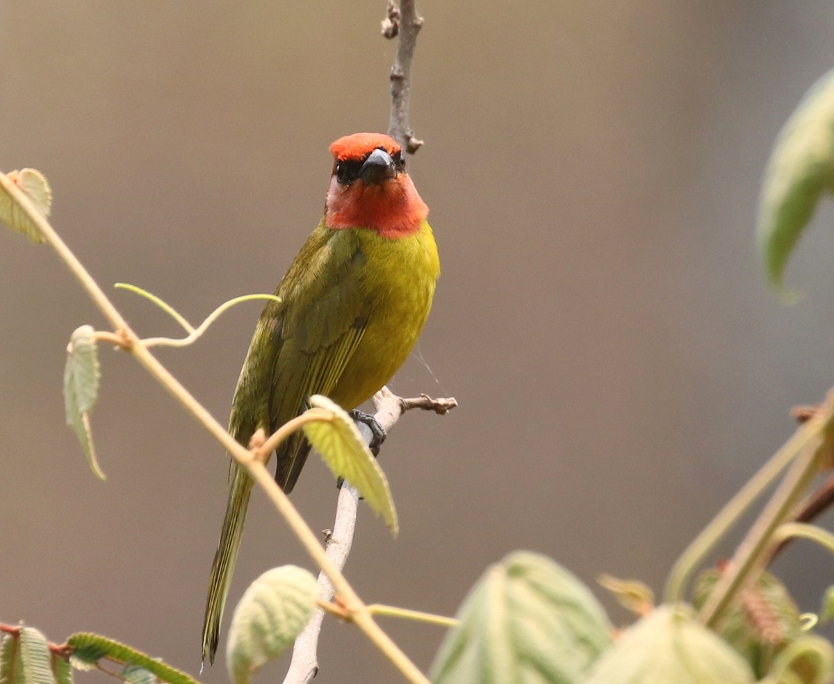 Red-headed Tanager - ML160331011
