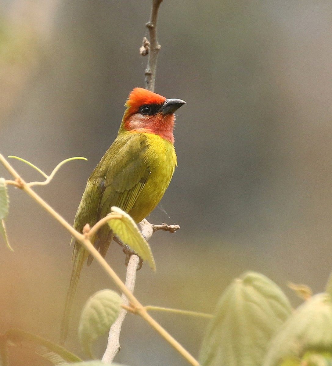 Red-headed Tanager - Matthew Grube