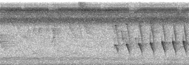 Chocó-Strichelameisenschlüpfer - ML160332371