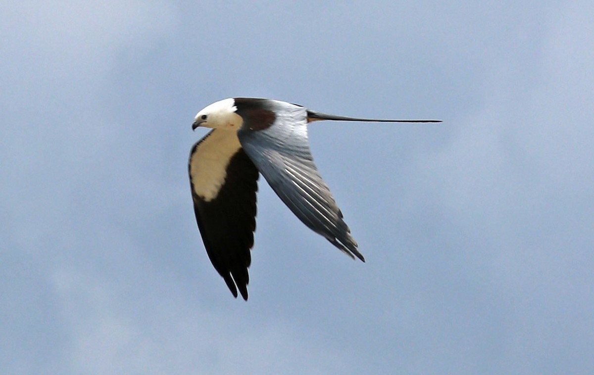 Swallow-tailed Kite - Iliana Stokes