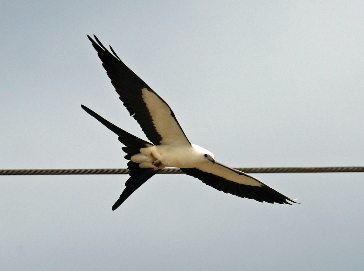 Swallow-tailed Kite - ML160335231