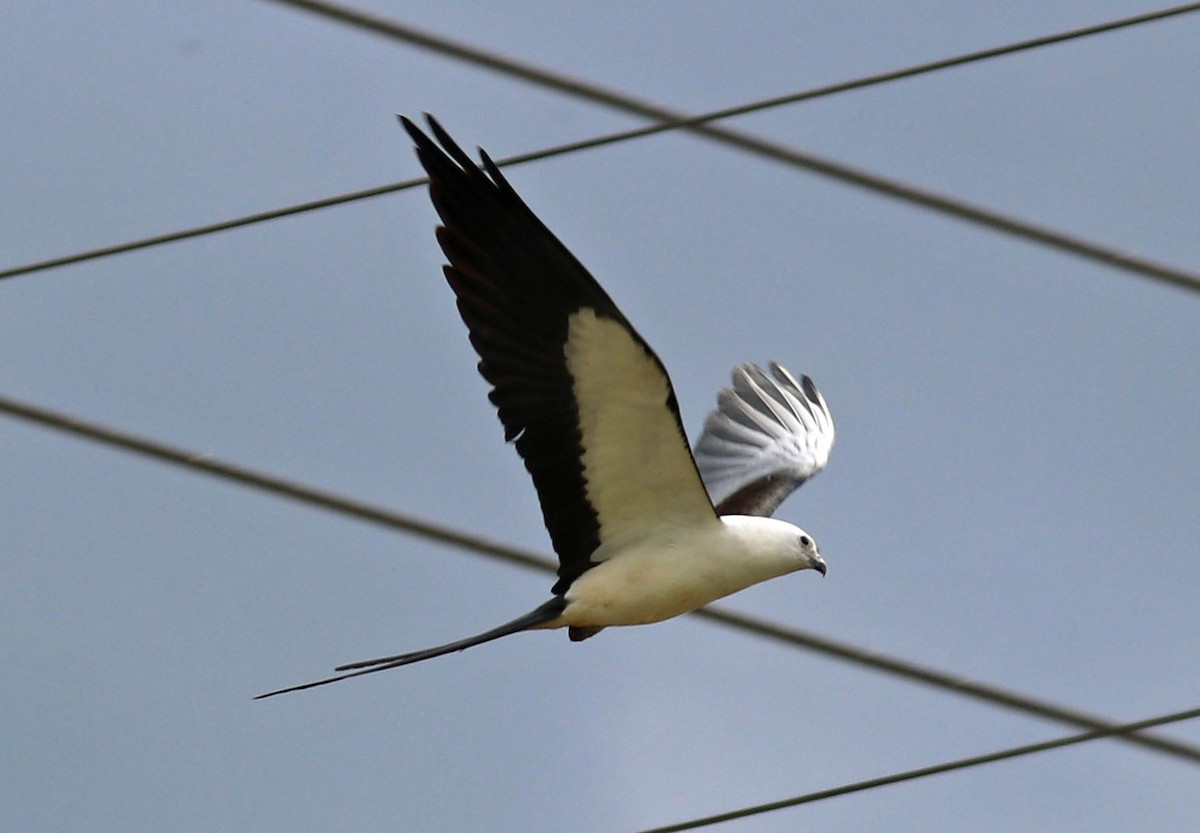 Swallow-tailed Kite - ML160336011