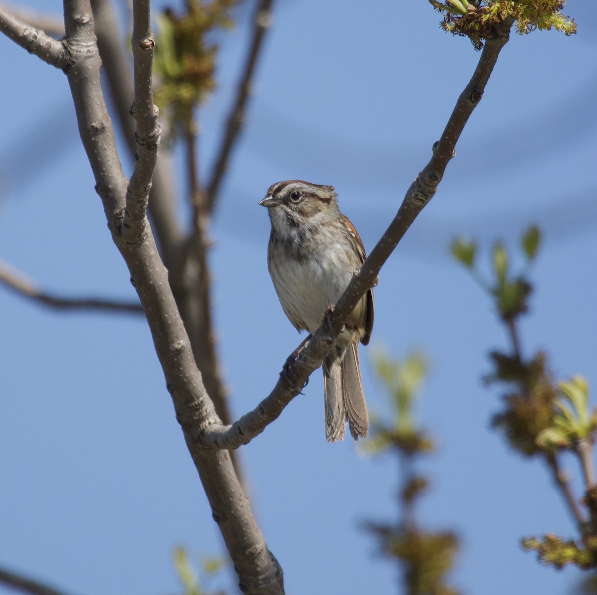 Swamp Sparrow - ML160337791