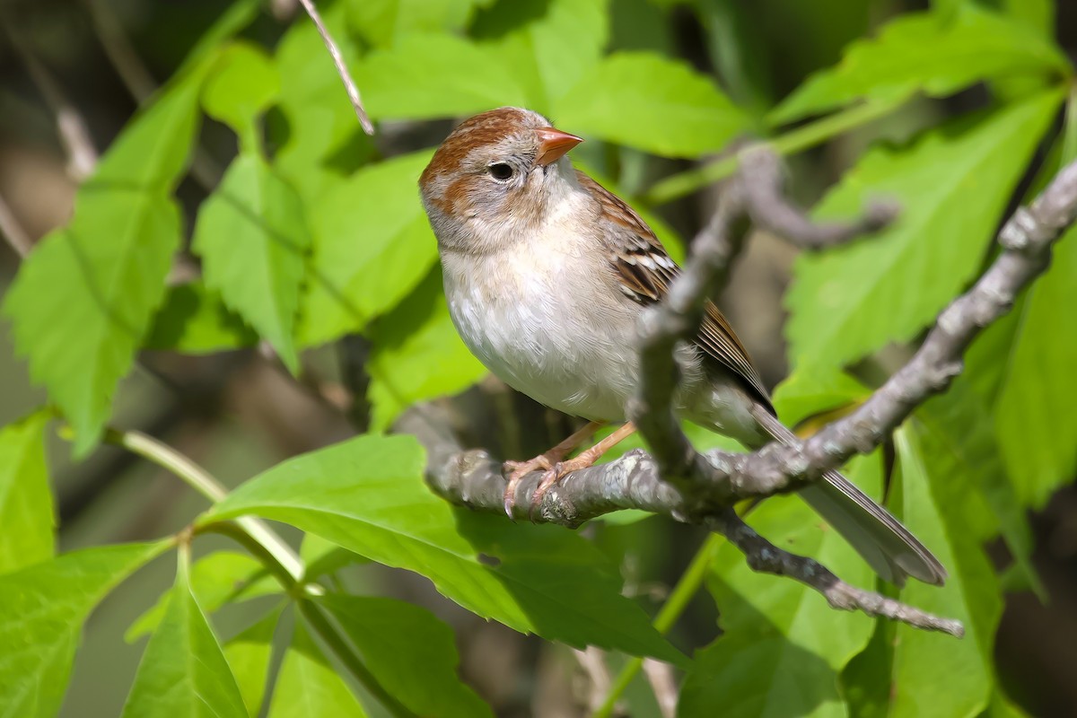 Field Sparrow - ML160342251