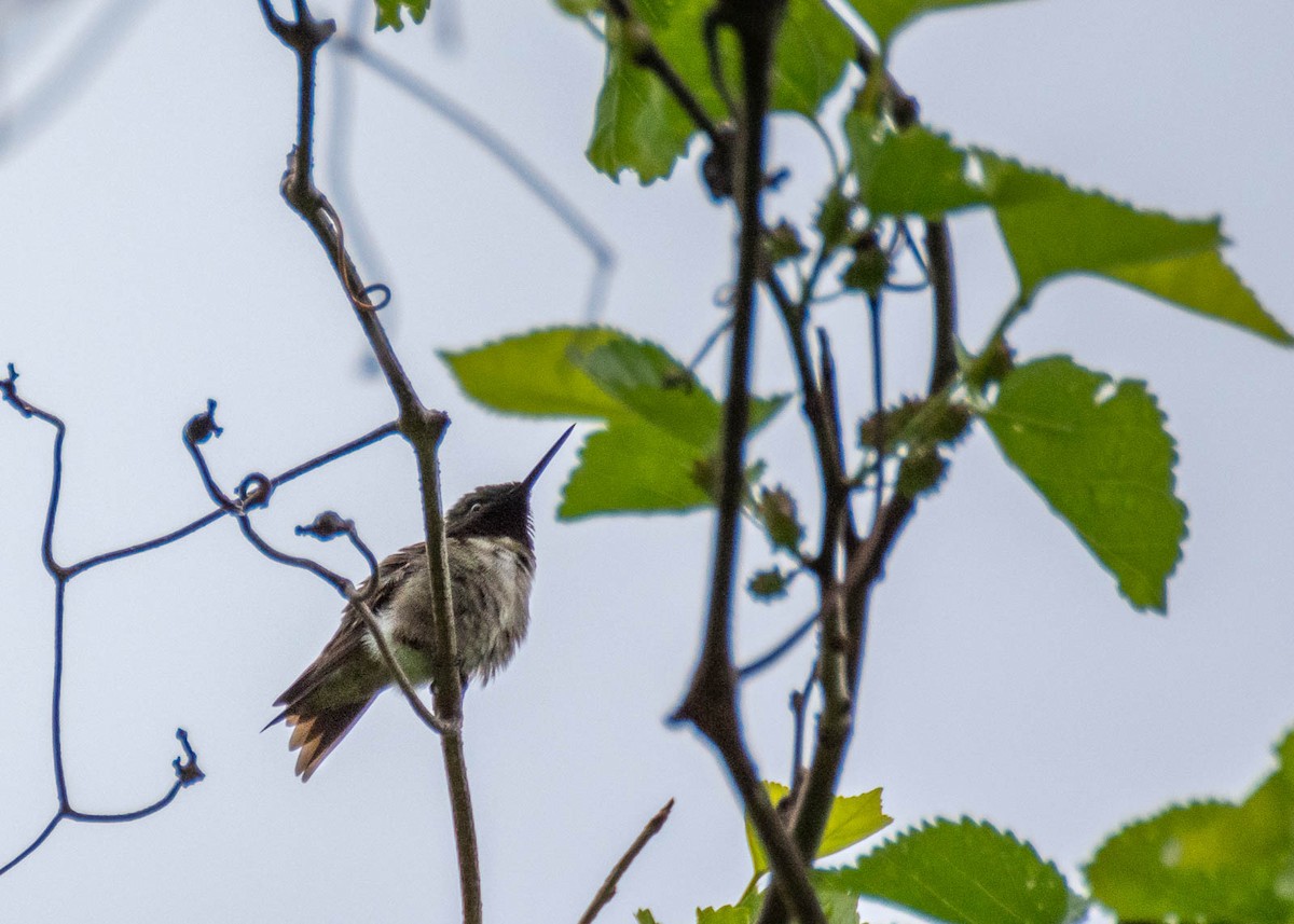 Ruby-throated Hummingbird - Scott Beadenkopf