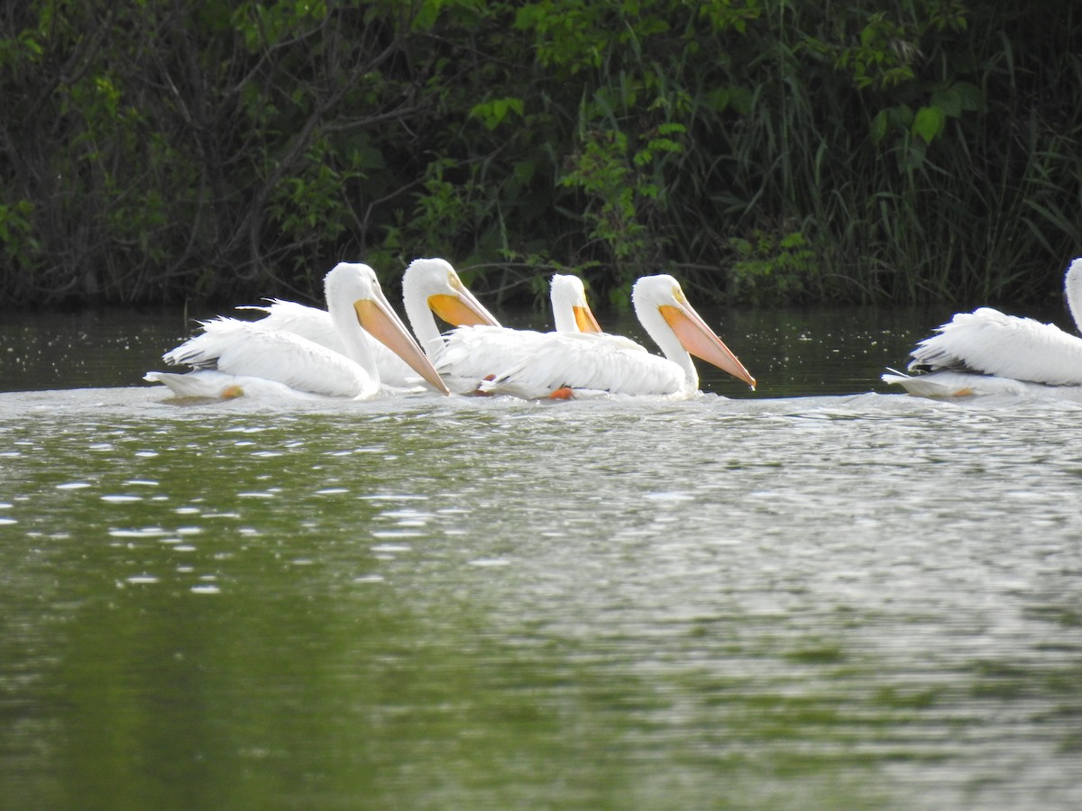 American White Pelican - Joey Magerl