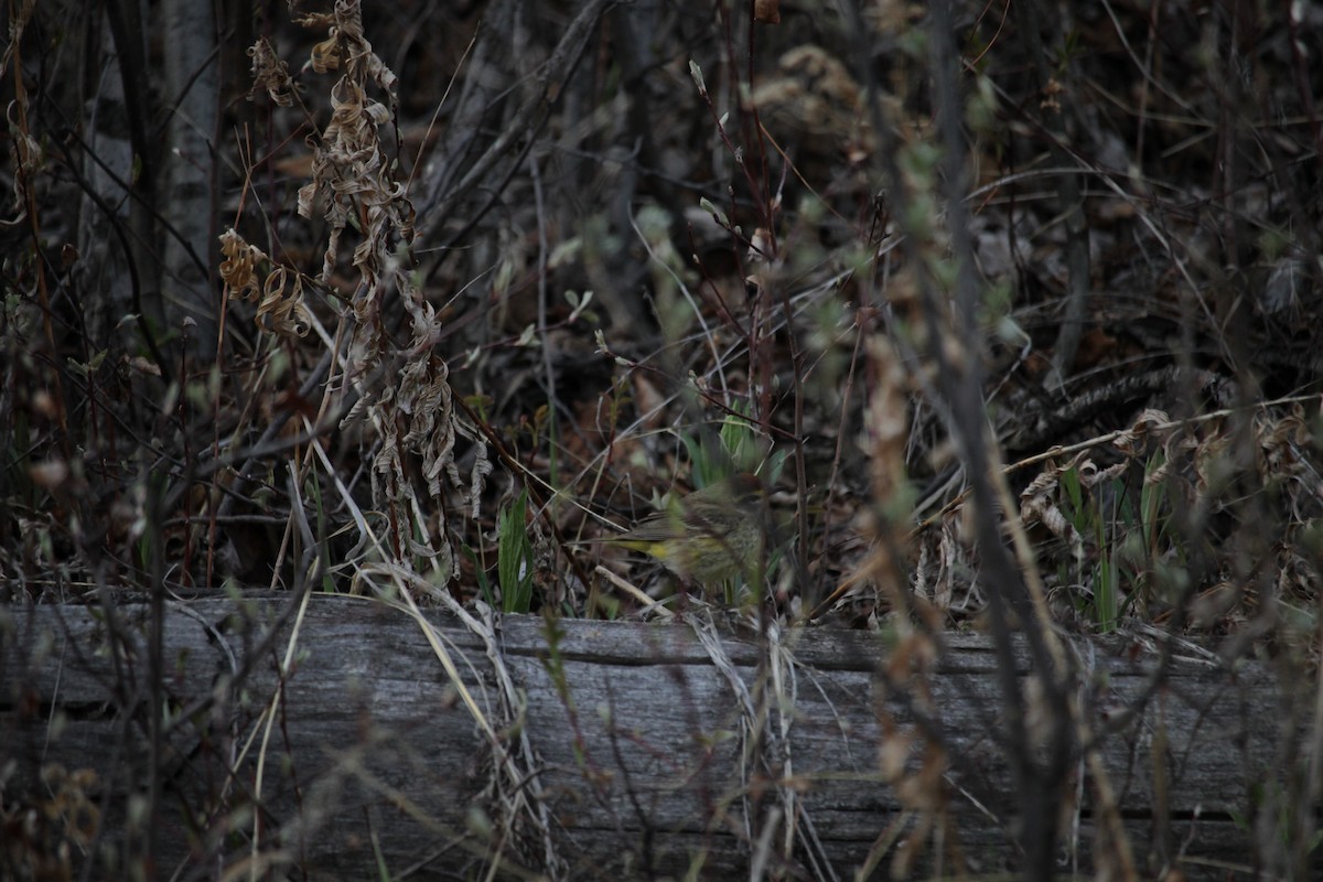 Palm Warbler - henry boden