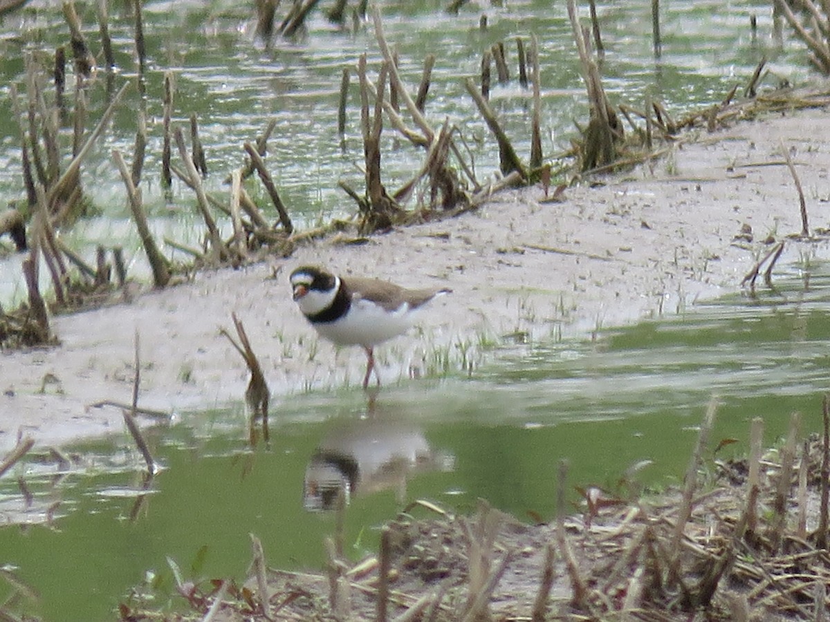Semipalmated Plover - Leona Lauster