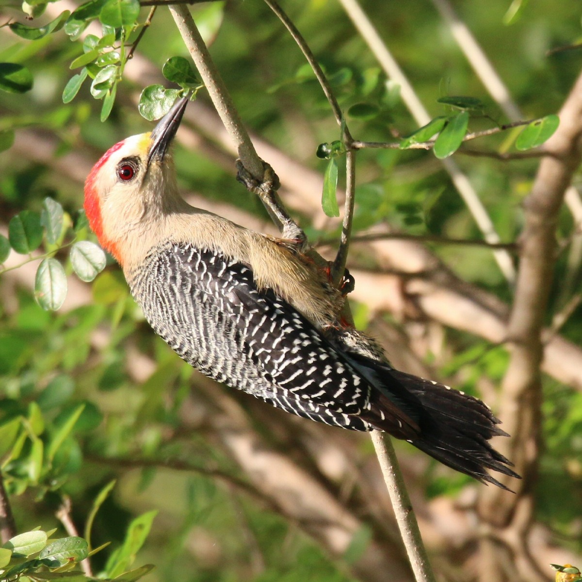 Yucatan Woodpecker - ML160355801