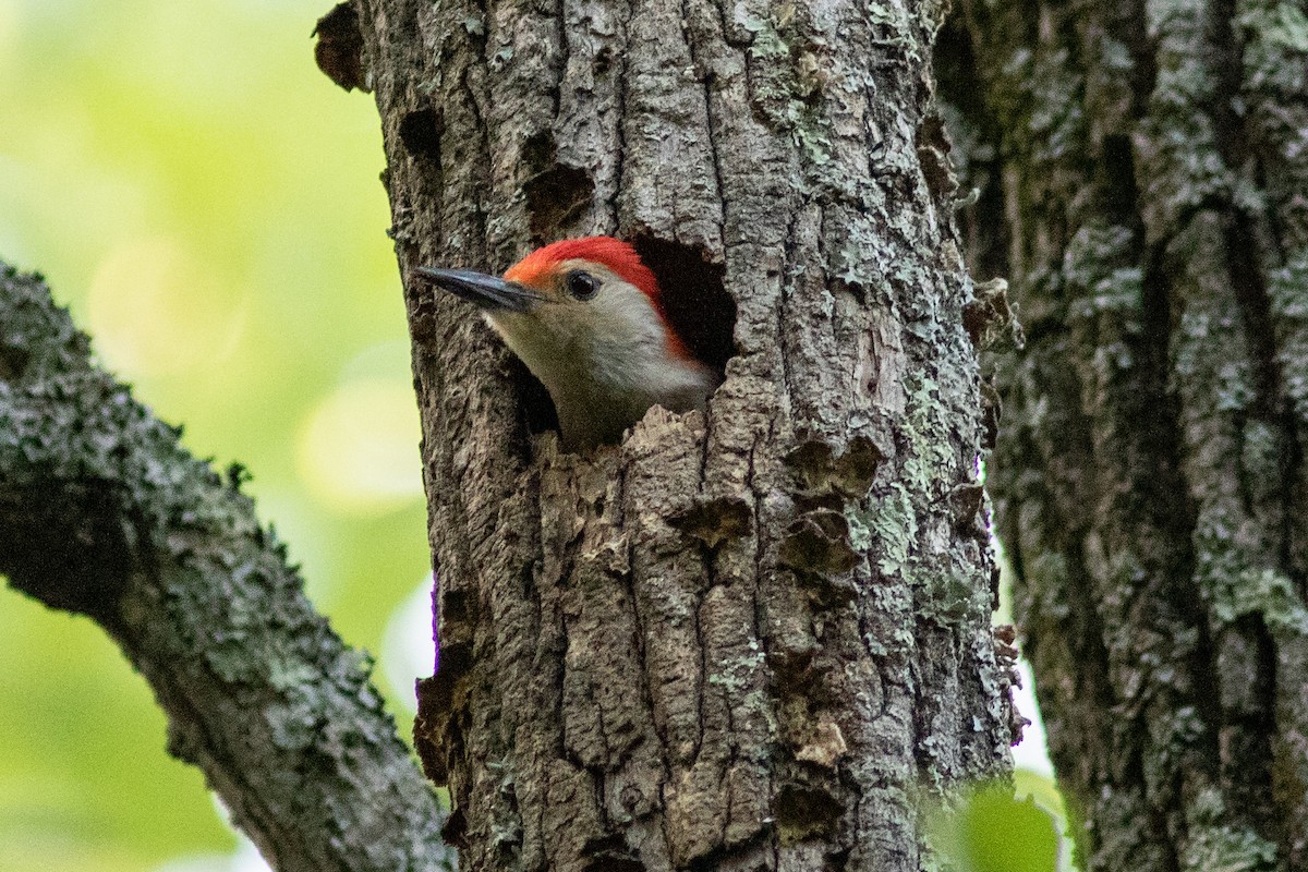 Red-bellied Woodpecker - ML160357351