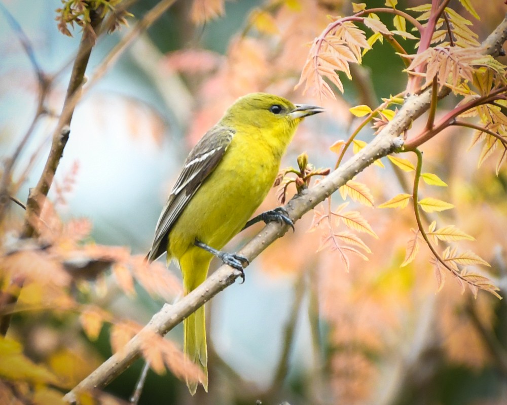 Orchard Oriole - ML160357561