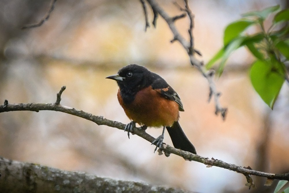 Orchard Oriole - ML160357571