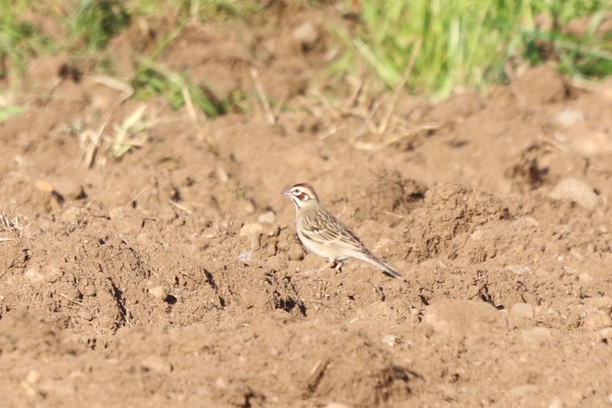 Lark Sparrow - Rosemary Clapham
