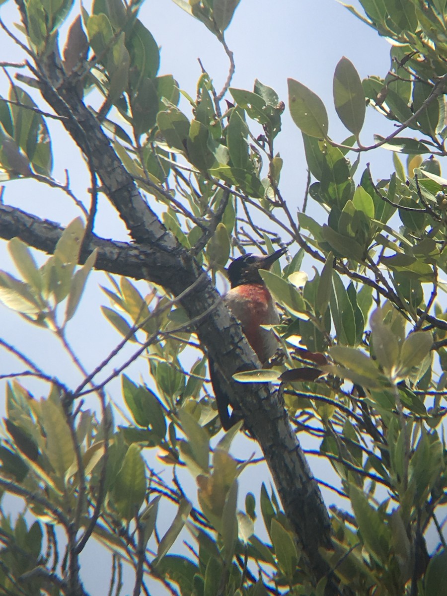 Puerto Rican Woodpecker - ML160360651