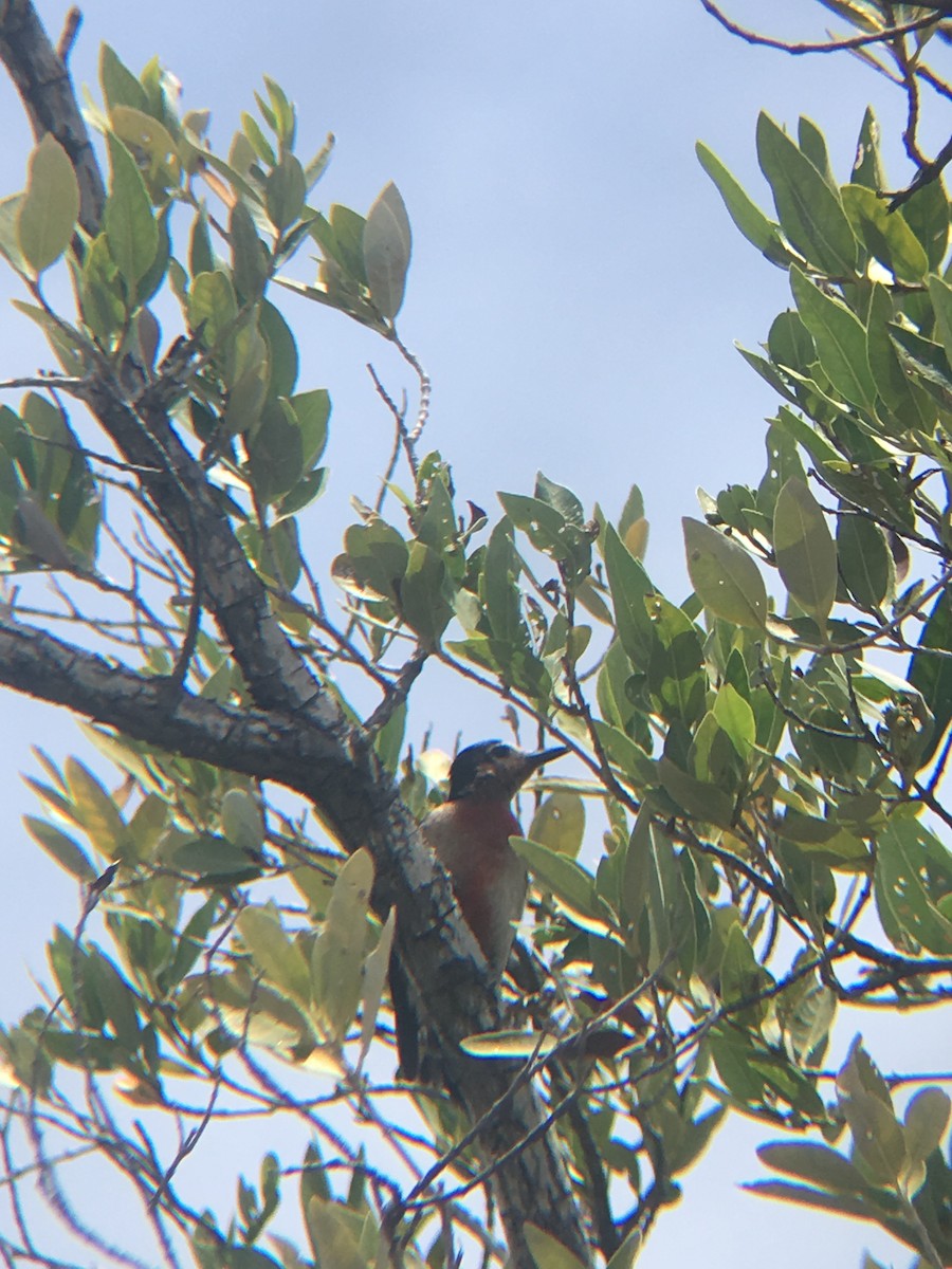 Puerto Rican Woodpecker - ML160360661