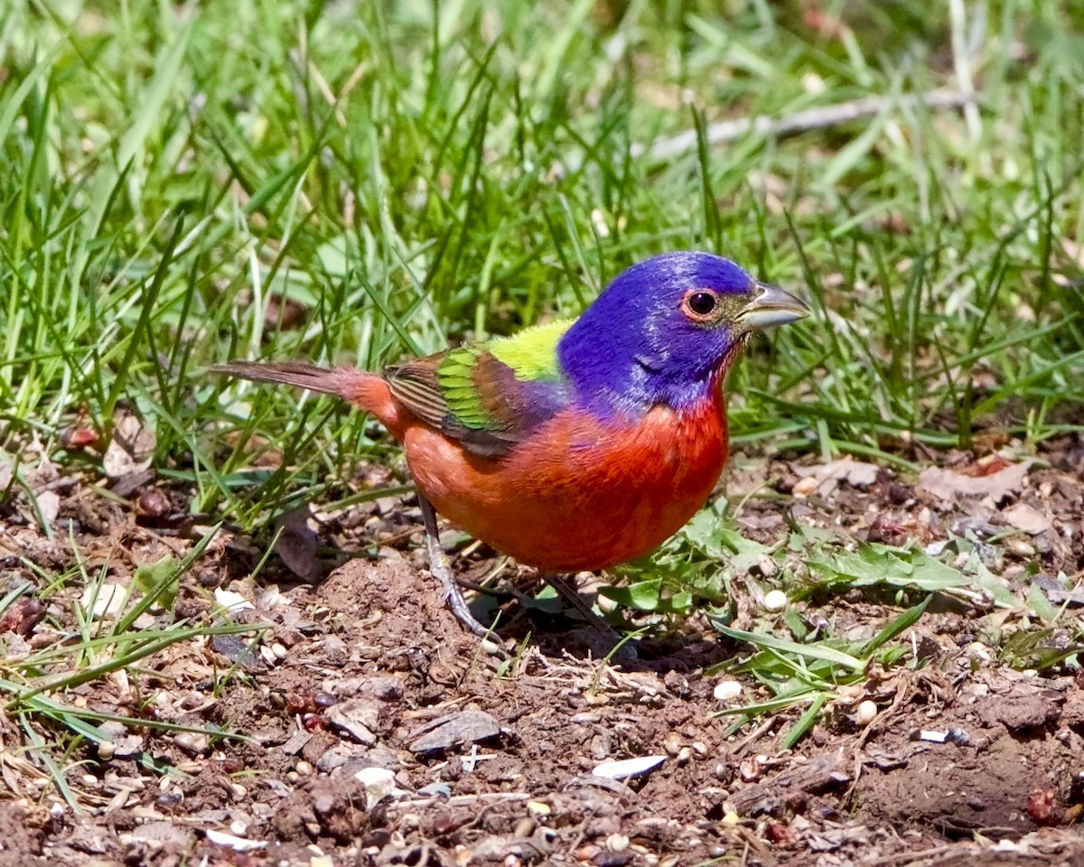 Painted Bunting - Peder Svingen