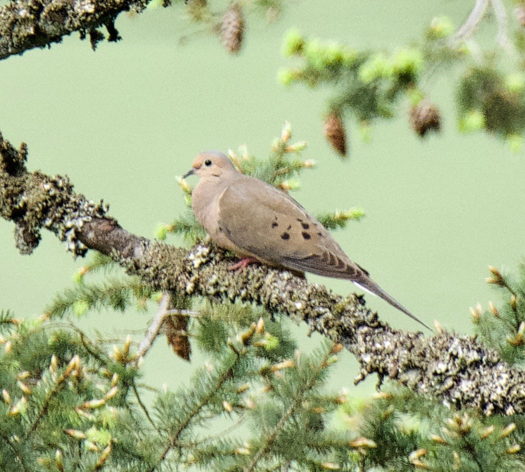 Mourning Dove - Brian Avent