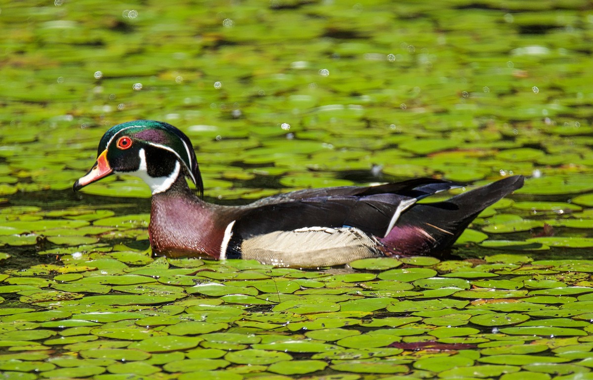 Wood Duck - Brian Avent