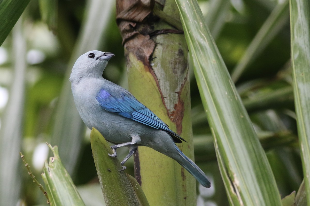 Blue-gray Tanager - ML160368361