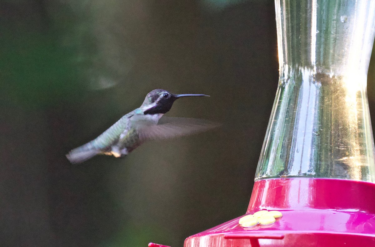 Costa's Hummingbird - Rand Rudland