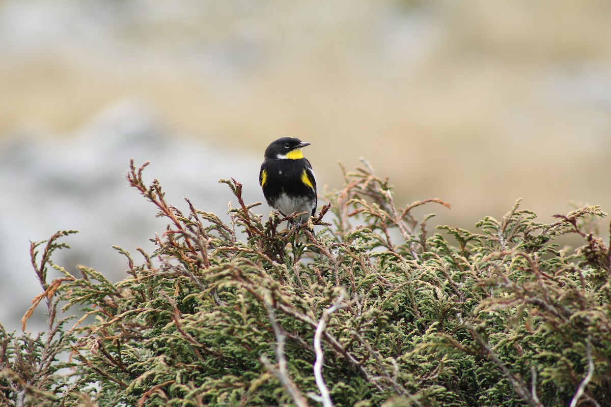 Yellow-rumped Warbler (Goldman's) - Esteban Matías (birding guide) Sierra de los Cuchumatanes Huehuetenango esteban.matias@hotmail.com                             +502 53810540