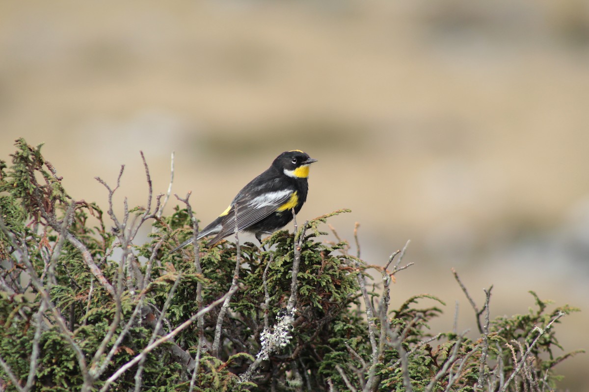 Yellow-rumped Warbler (Goldman's) - Esteban Matías (birding guide) Sierra de los Cuchumatanes Huehuetenango esteban.matias@hotmail.com                             +502 53810540