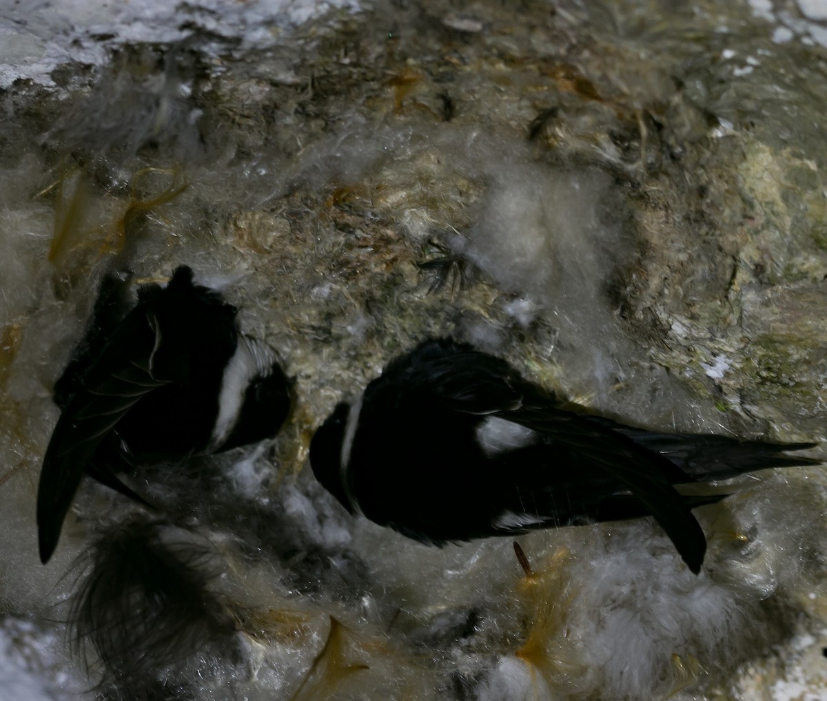 Lesser Swallow-tailed Swift - Isaias Morataya