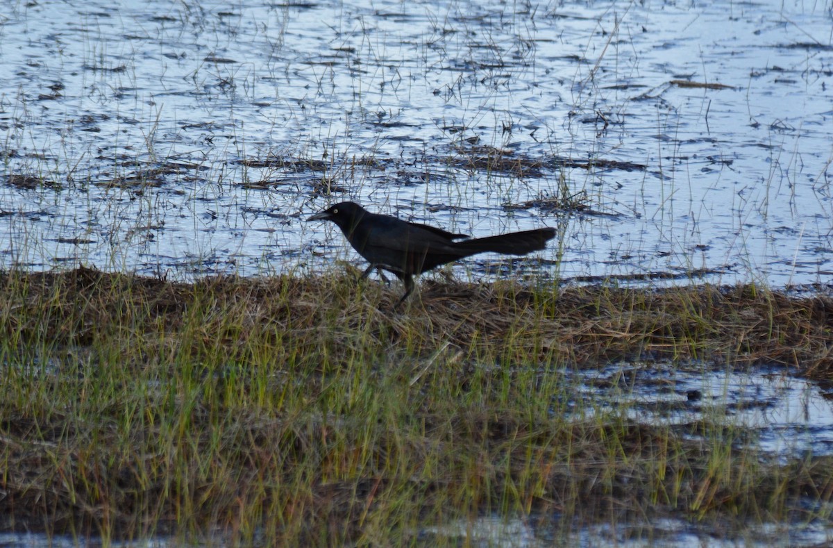 Great-tailed Grackle - ML160376911