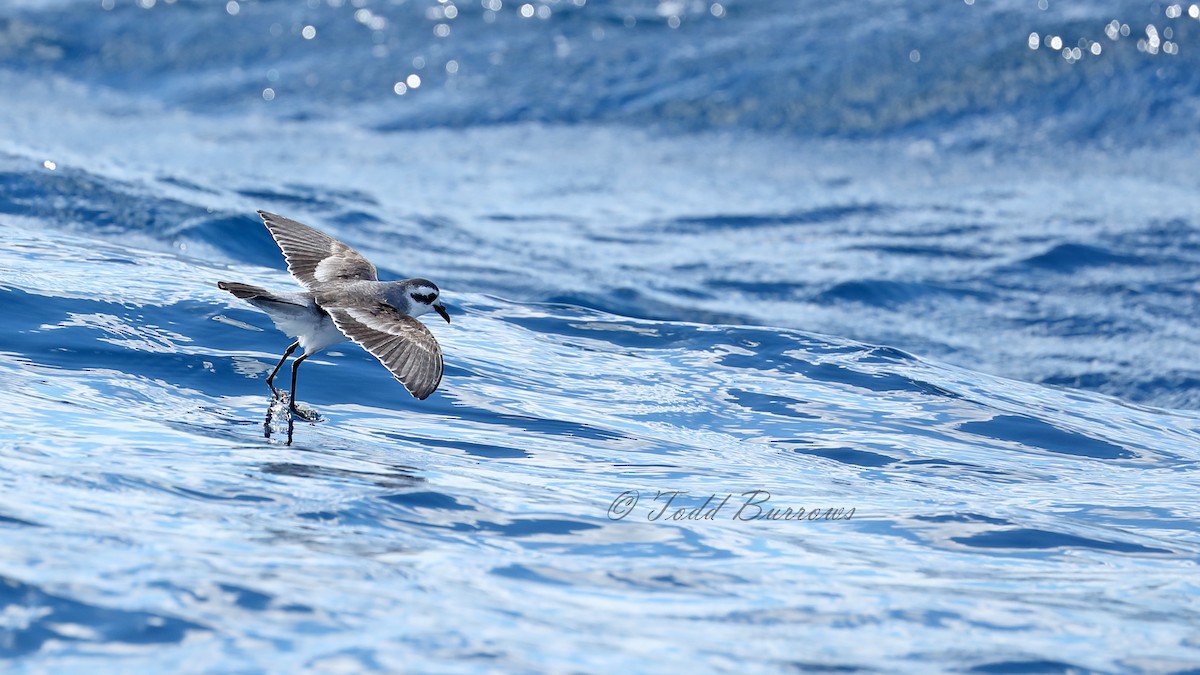 White-faced Storm-Petrel - ML160379901