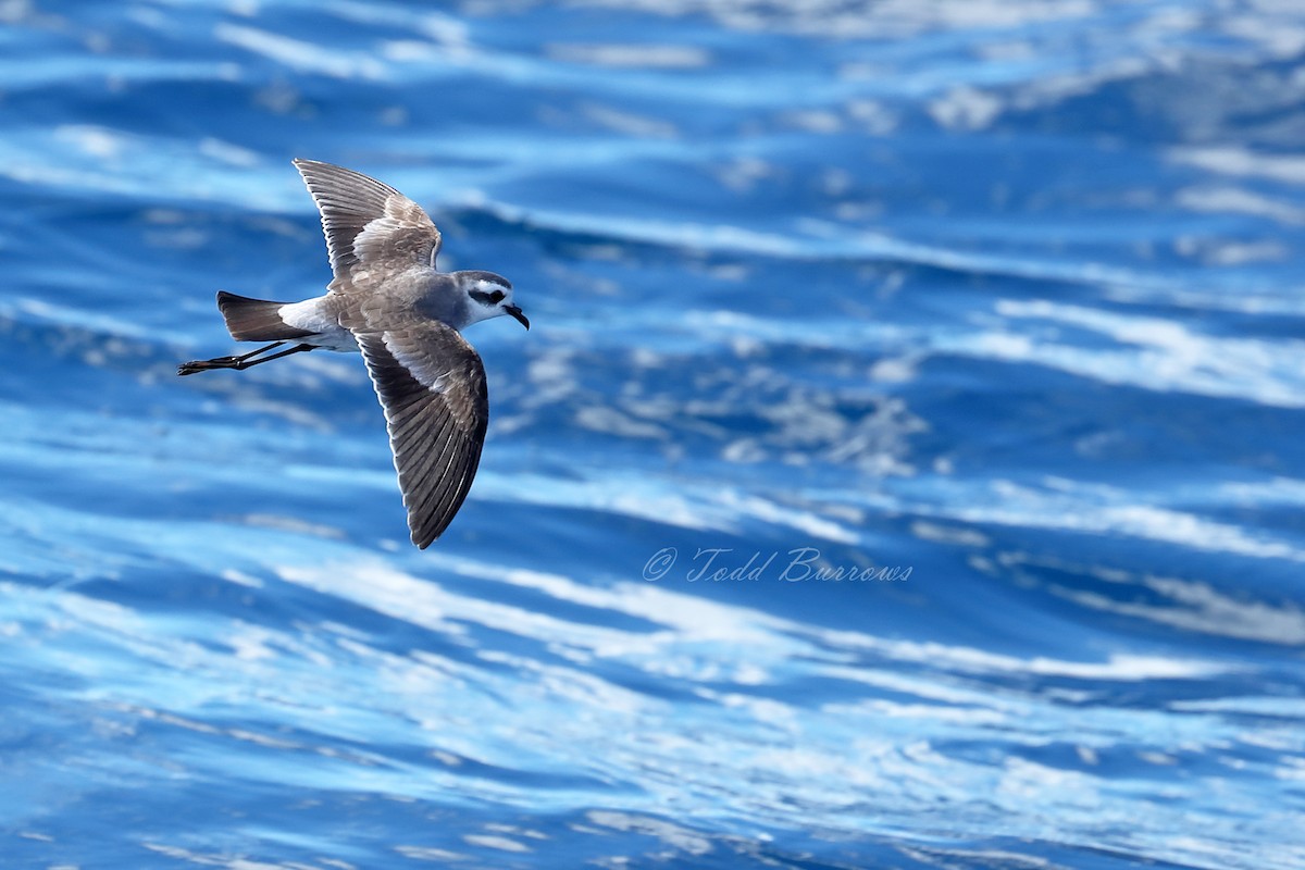 White-faced Storm-Petrel - Todd Burrows