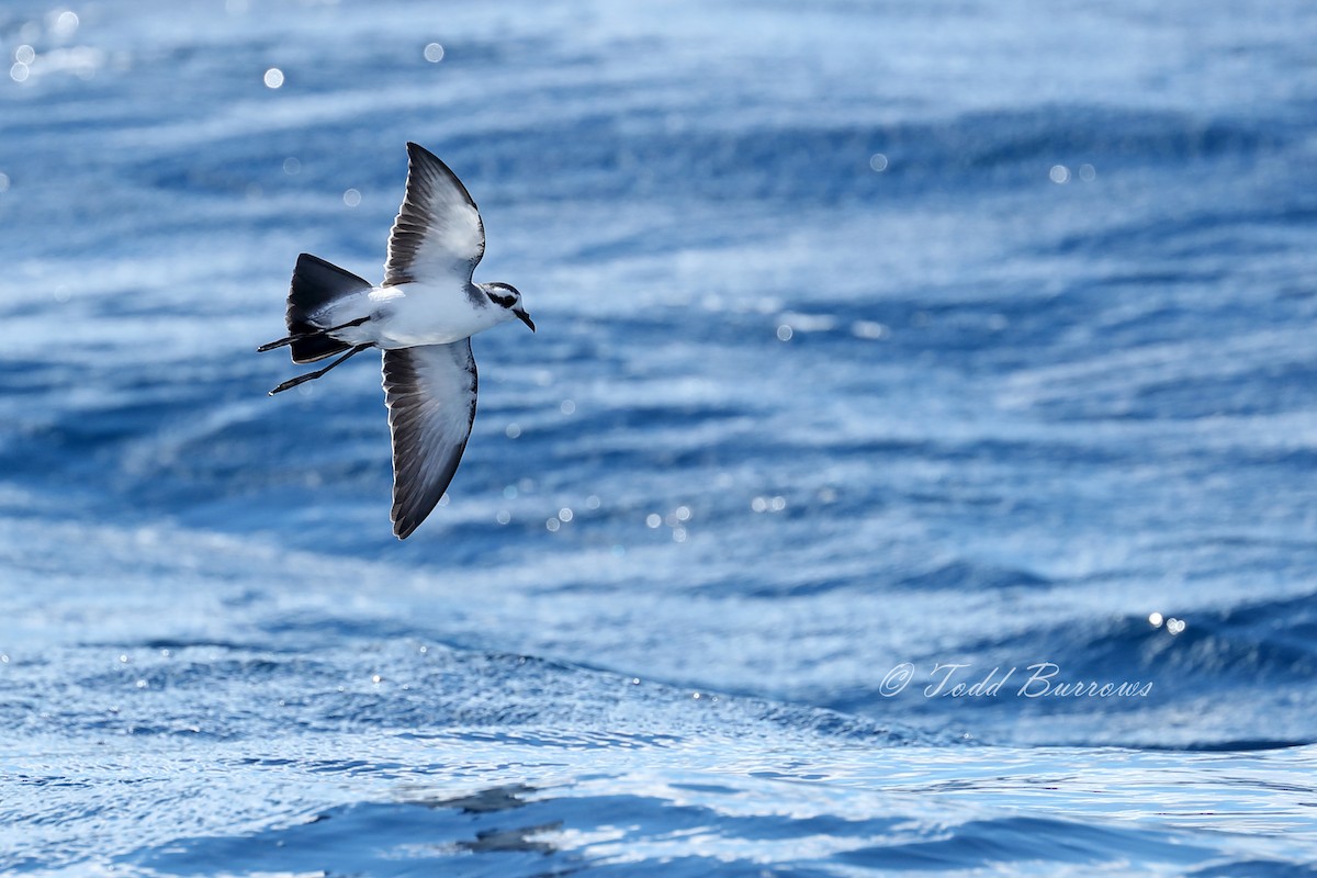 White-faced Storm-Petrel - ML160379921