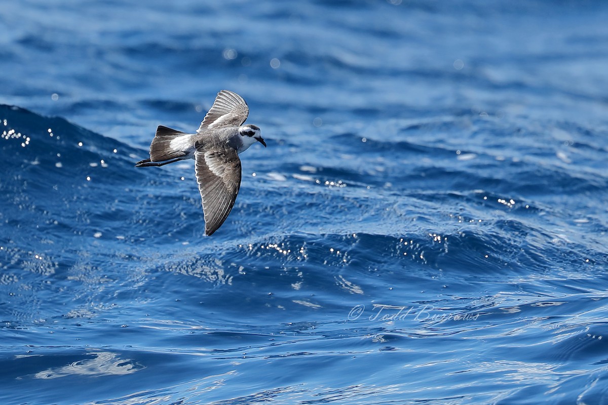 White-faced Storm-Petrel - ML160379931