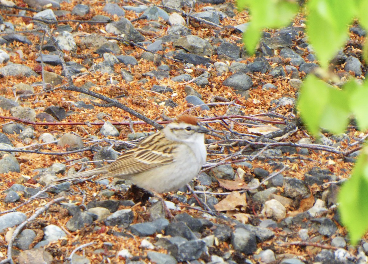 Chipping Sparrow - T A