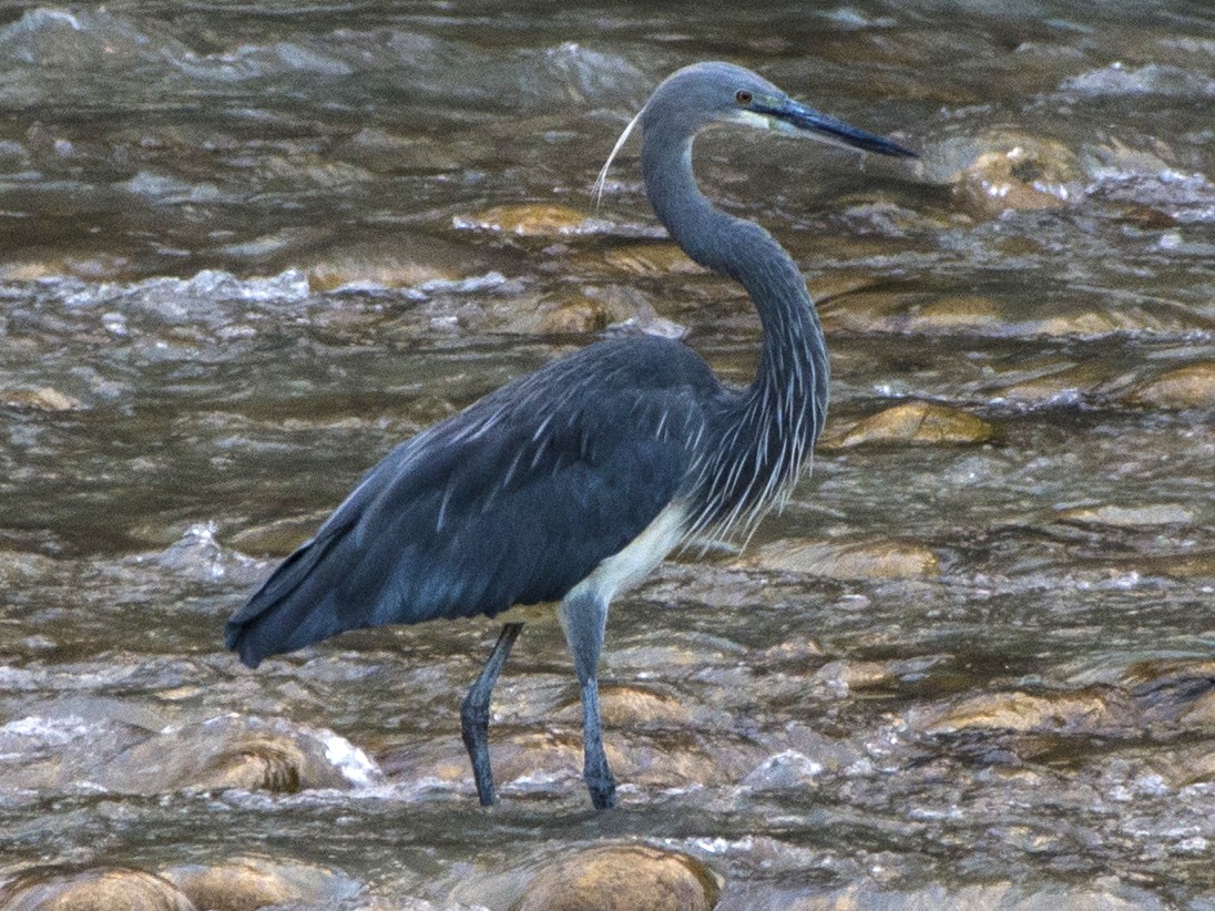 White-bellied Heron - eBird