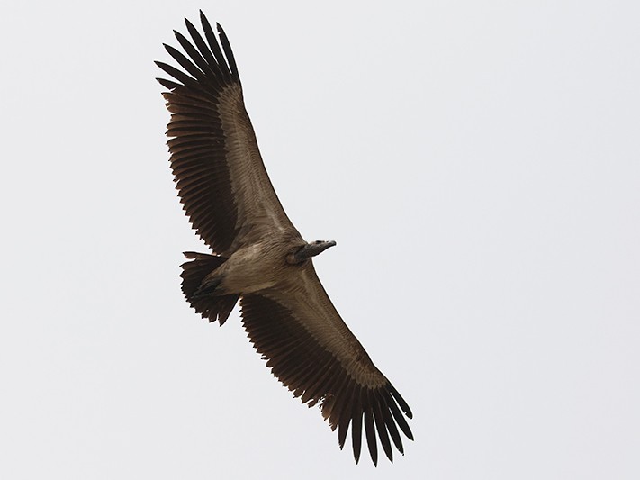 Slender-billed Vulture - Jeroen Vanheuverswyn