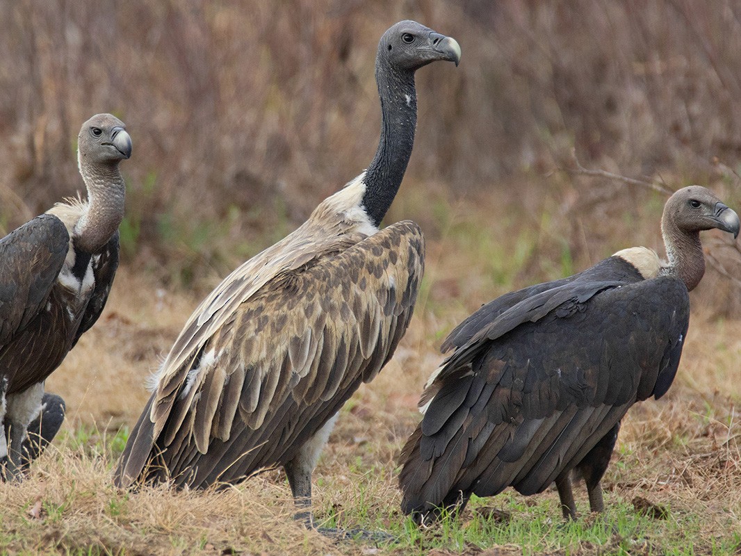 Slender-billed Vulture - Ayuwat Jearwattanakanok