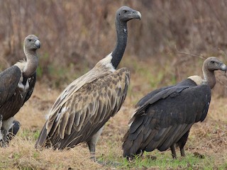  - Slender-billed Vulture