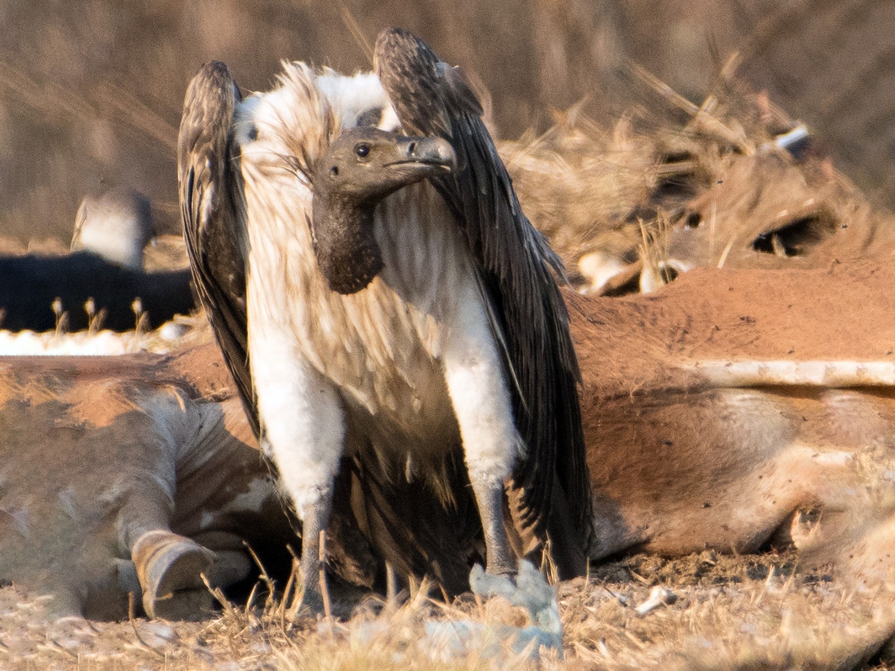 Slender-billed Vulture - Bill Bacon