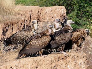 幼鳥 - Gurpartap Singh - ML160380831