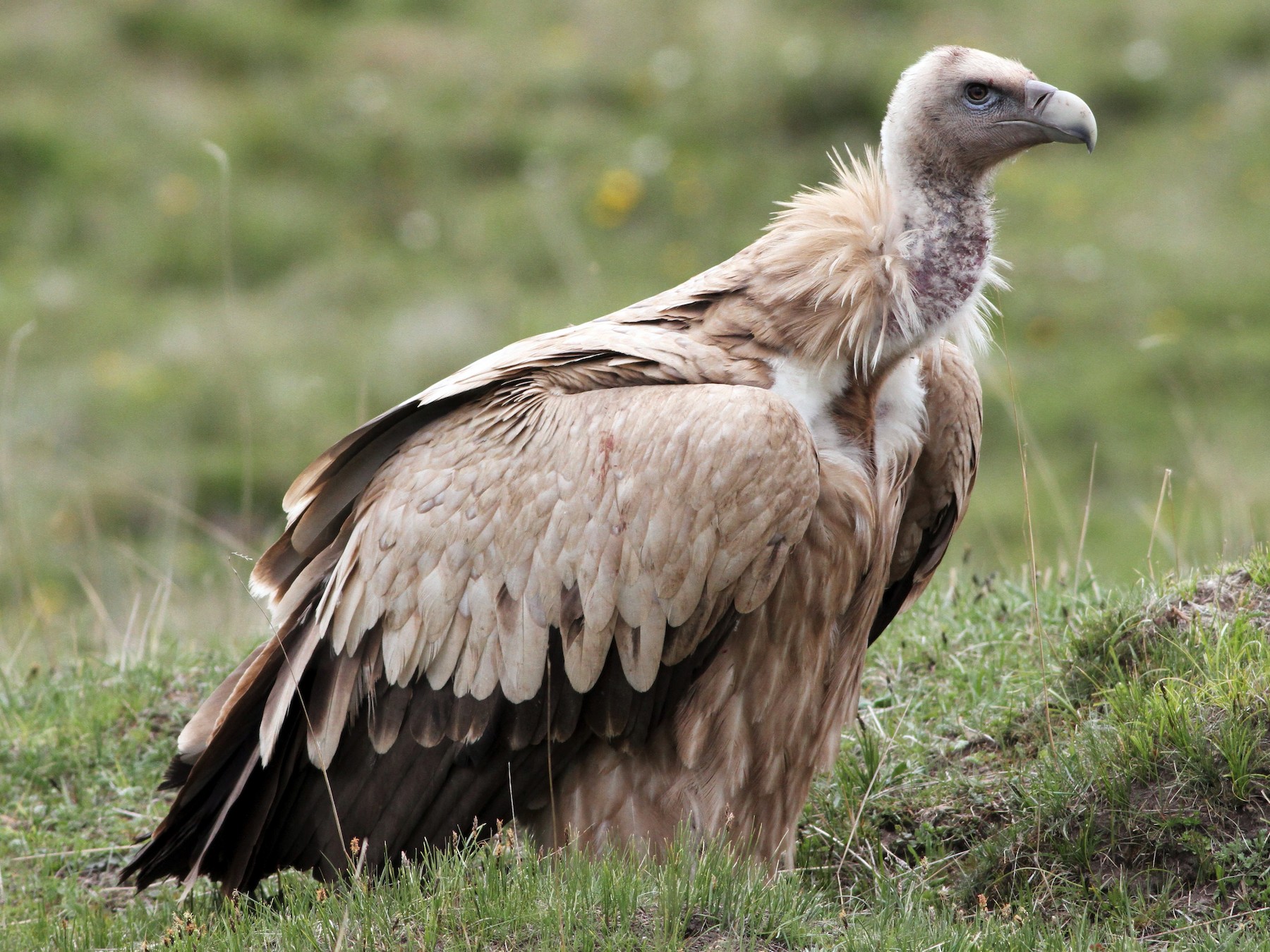 Common griffon, bird