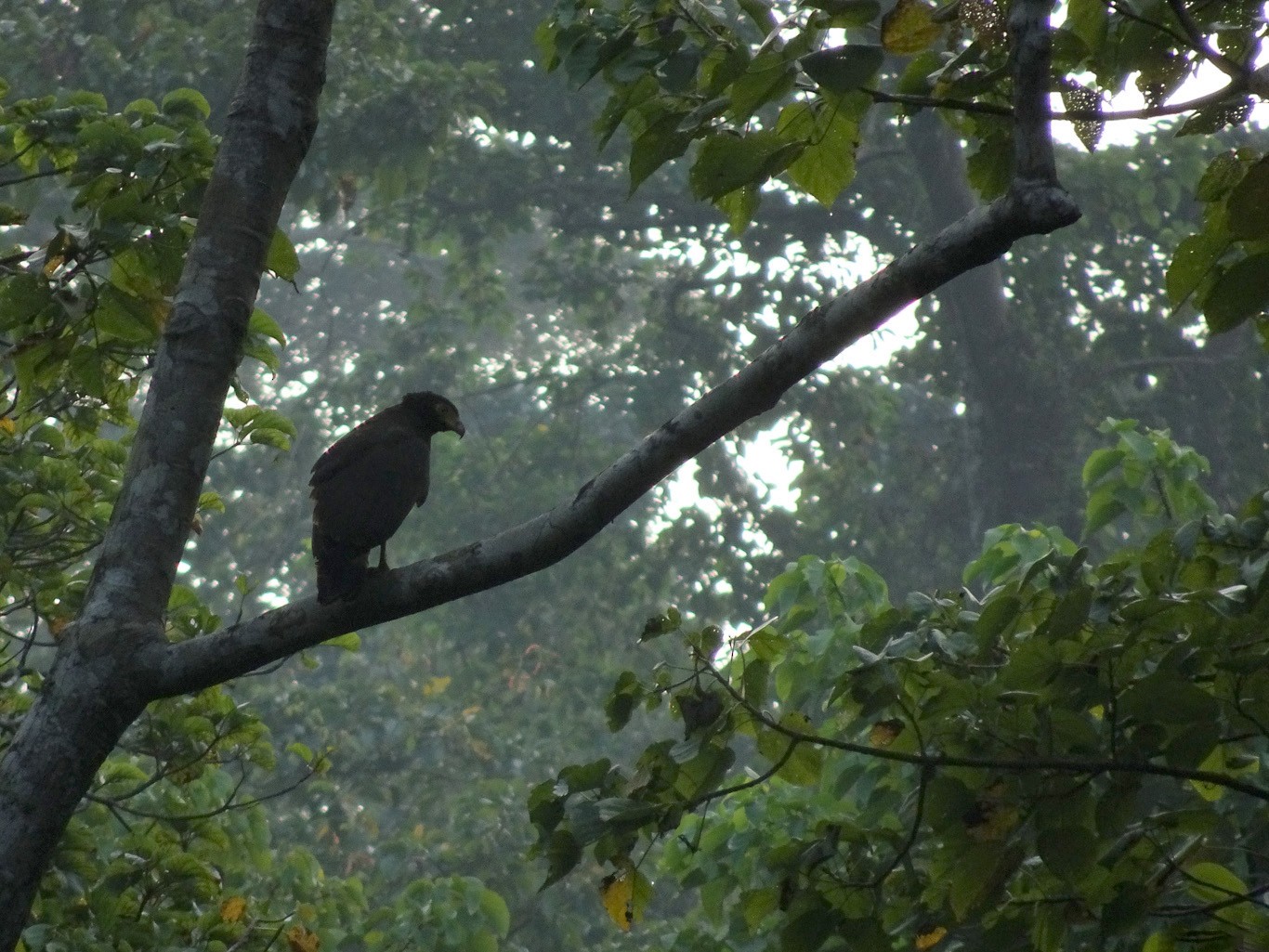 Andaman Serpent-Eagle - Ramit Singal
