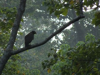 นกเต็มวัย - Ramit Singal - ML160380971