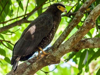  - Andaman Serpent-Eagle
