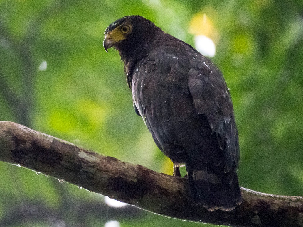 Andaman Serpent-Eagle - Saurabh Sawant