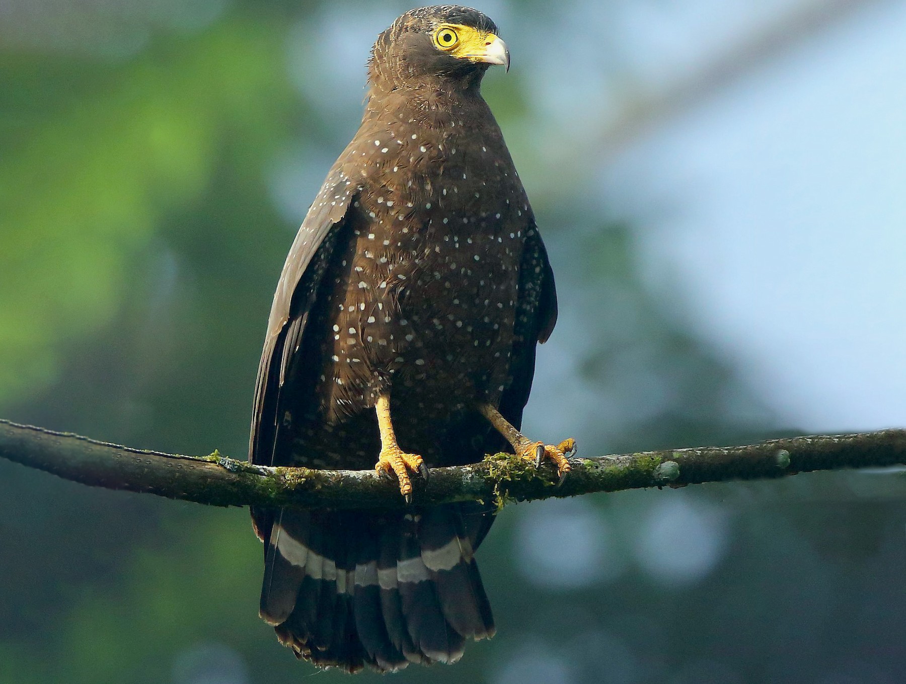 Andaman Serpent-Eagle - Albin Jacob