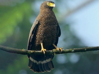  - Andaman Serpent-Eagle
