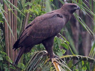 深色型成鳥 - Neoh Hor Kee - ML160381101