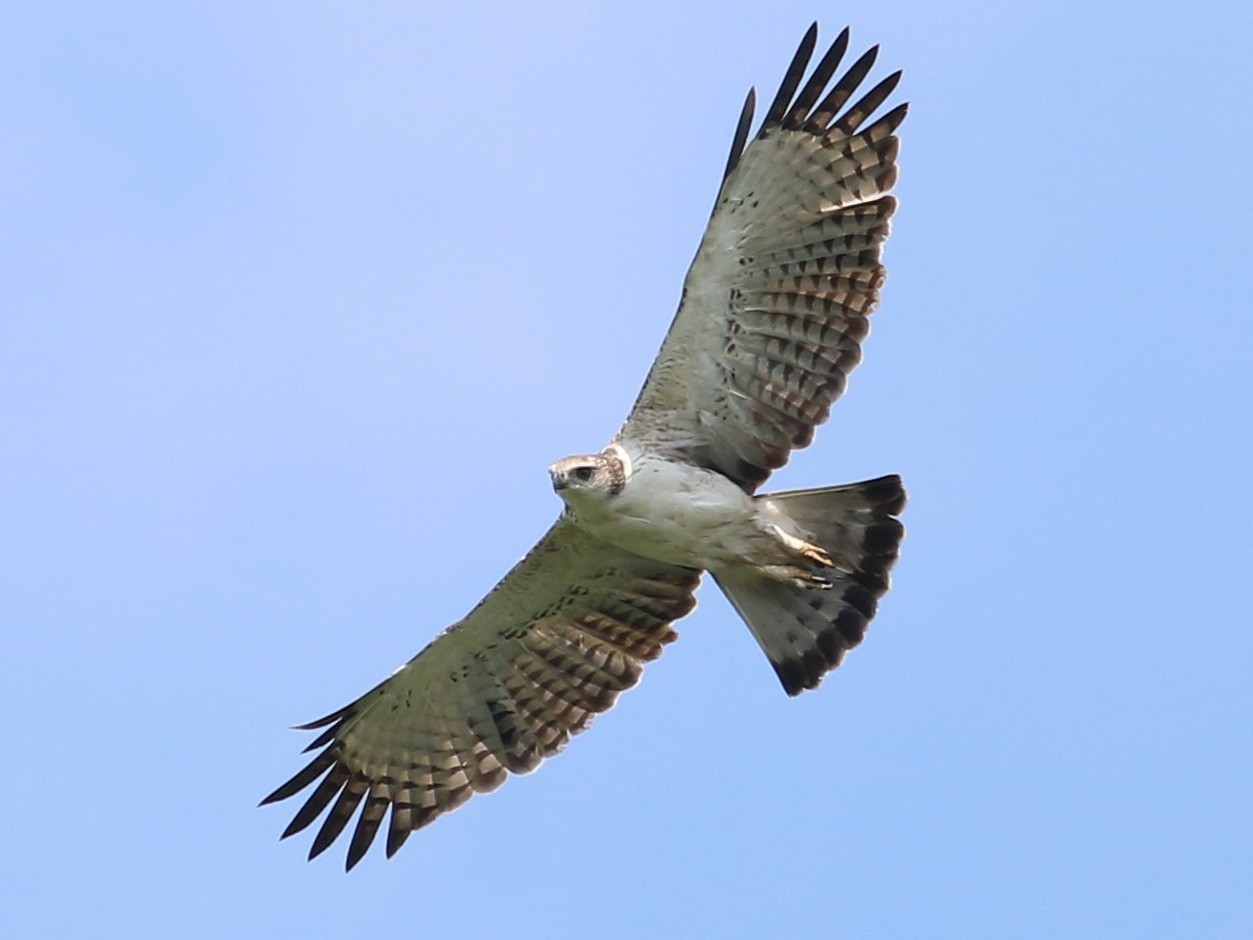 Changeable Hawk-Eagle (Changeable) - Fadzrun A.