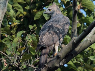 Adulto (pale morph) - Daniel George - ML160381151