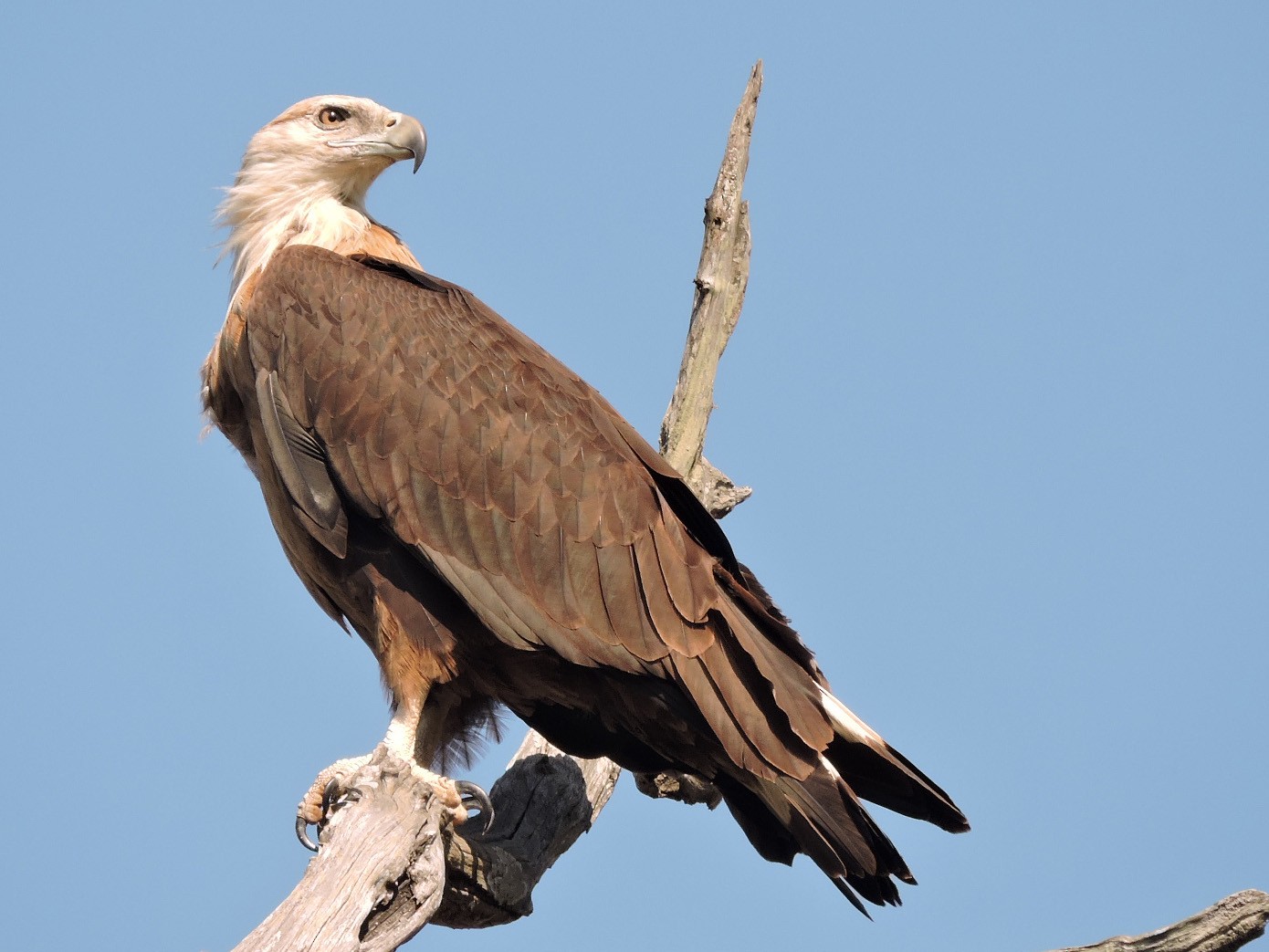 Pallas's Fish-Eagle - Enakshi Bhattacharya